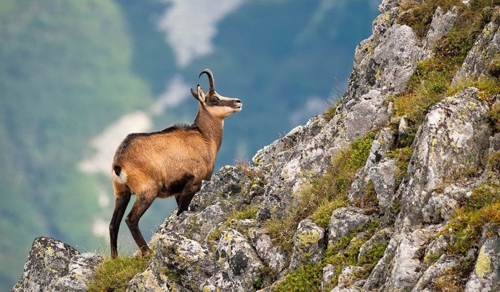 Familien-Wanderurlaub in Österreich, Wandern mit Kindern