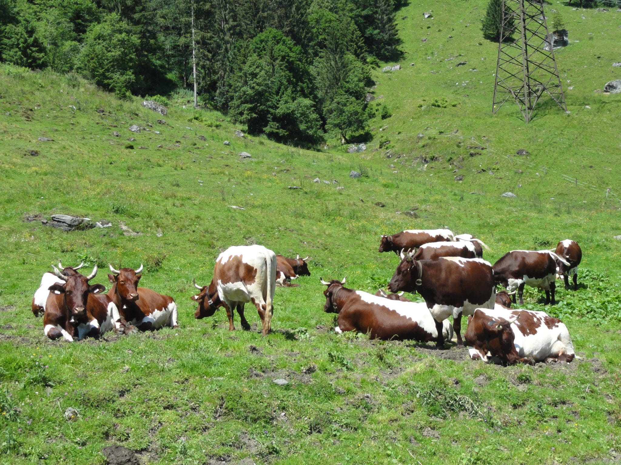 Pinzgauer Kühe am Wegesrand