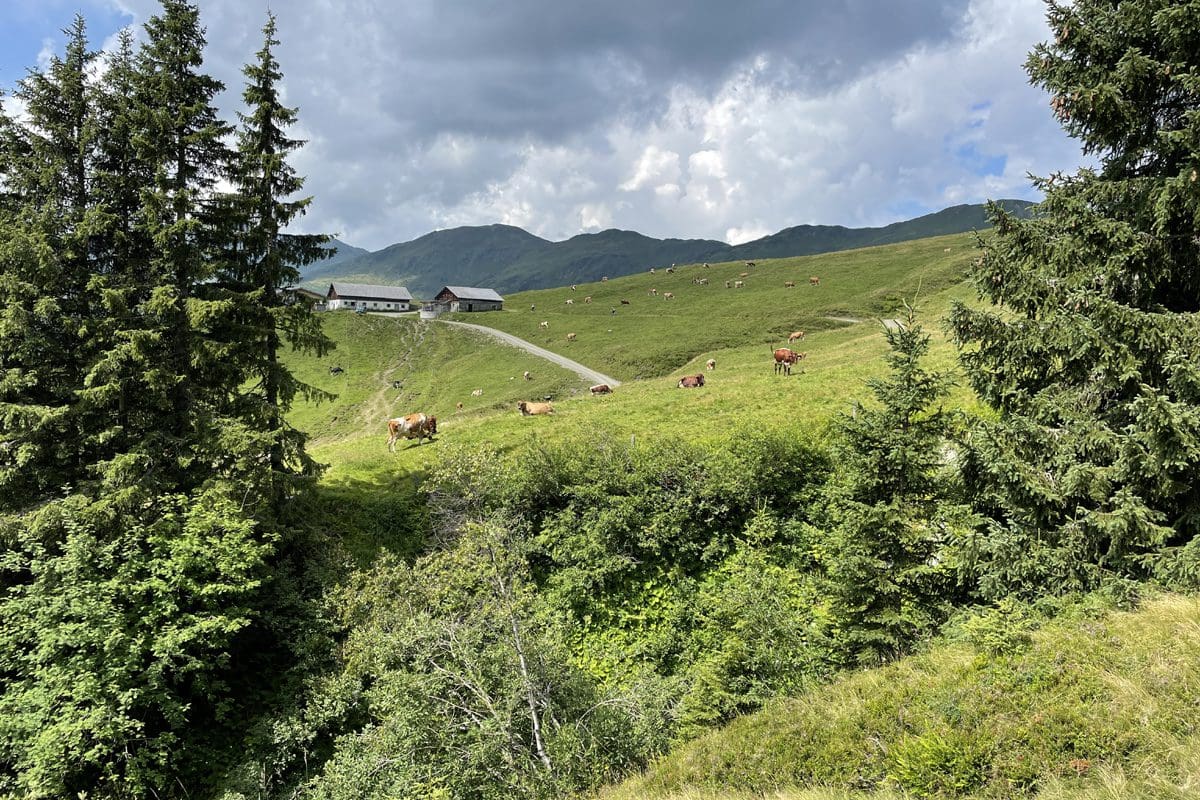 Bike Stangenalm Baumgartenalm 3 Bike Stangenalm Baumgartenalm 3