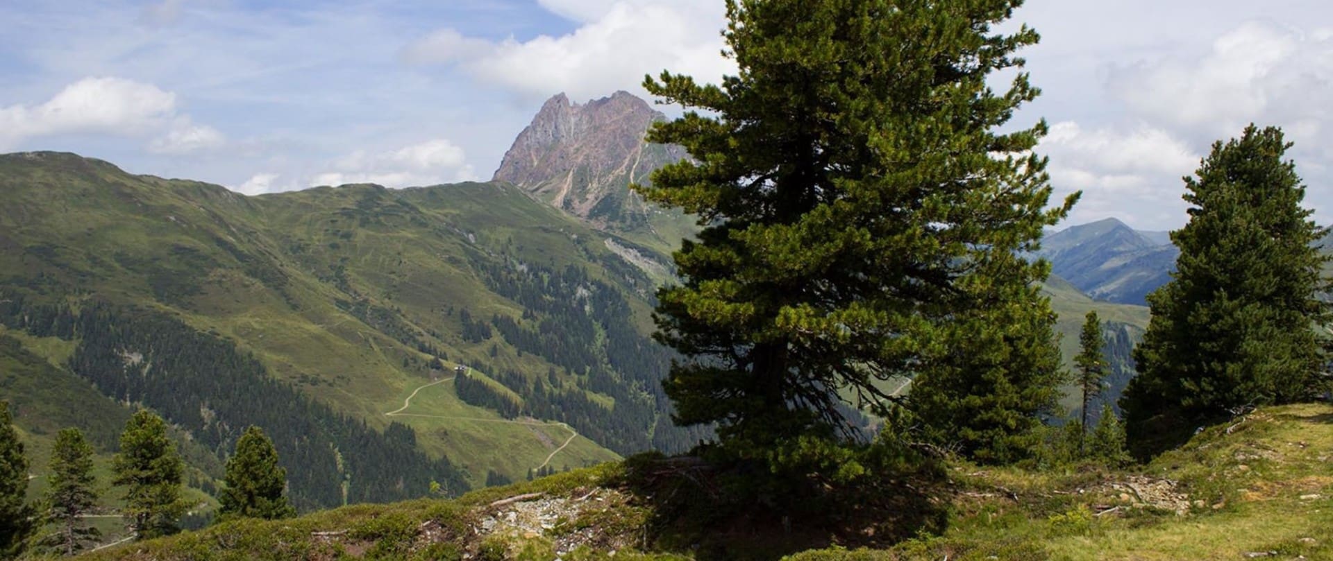 Zirbenbaum am Zirbenweg vor dem Wildkogel