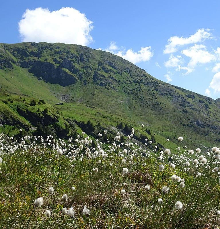Ein Blick mit weißen Blumen auf den grünen Gipfel des höchsten Grasbergs Europas Gaisstein im Nationalpark Hohe Tauern in Salzburg.