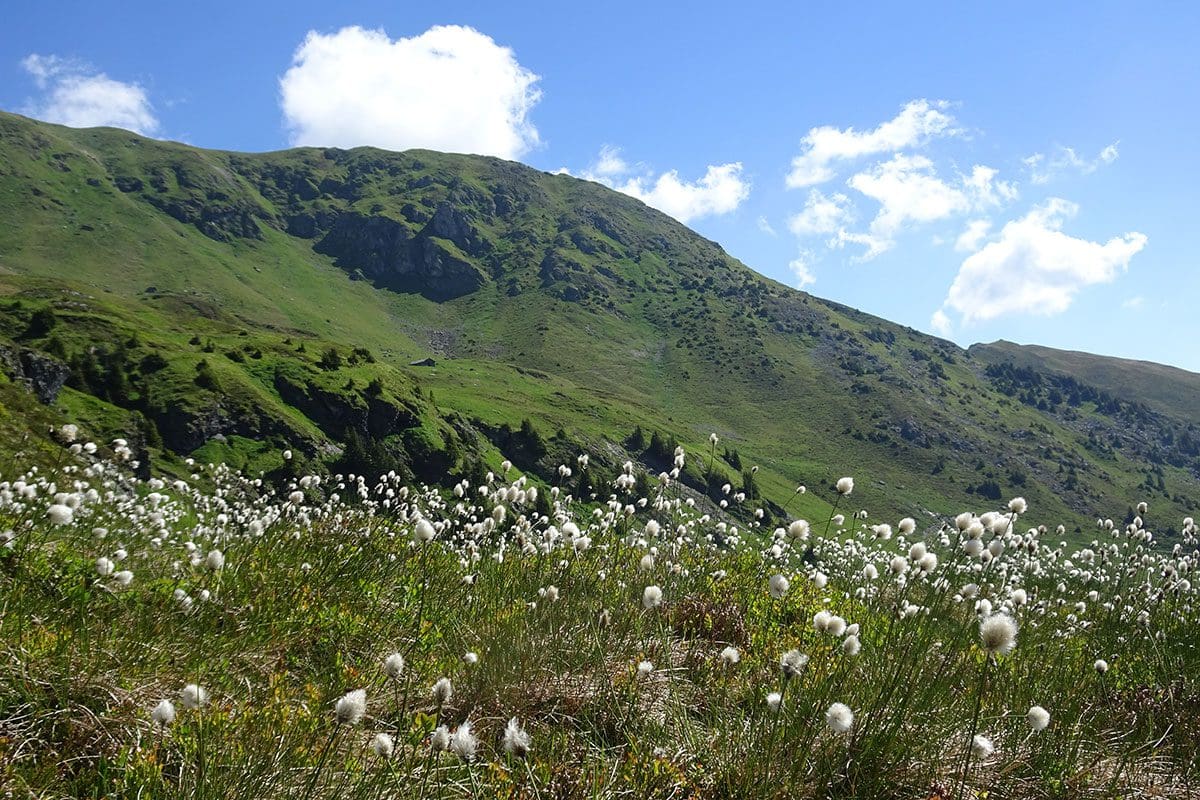 Ein Blick mit weißen Blumen auf den grünen Gipfel des höchsten Grasbergs Europas Gaisstein im Nationalpark Hohe Tauern in Salzburg.