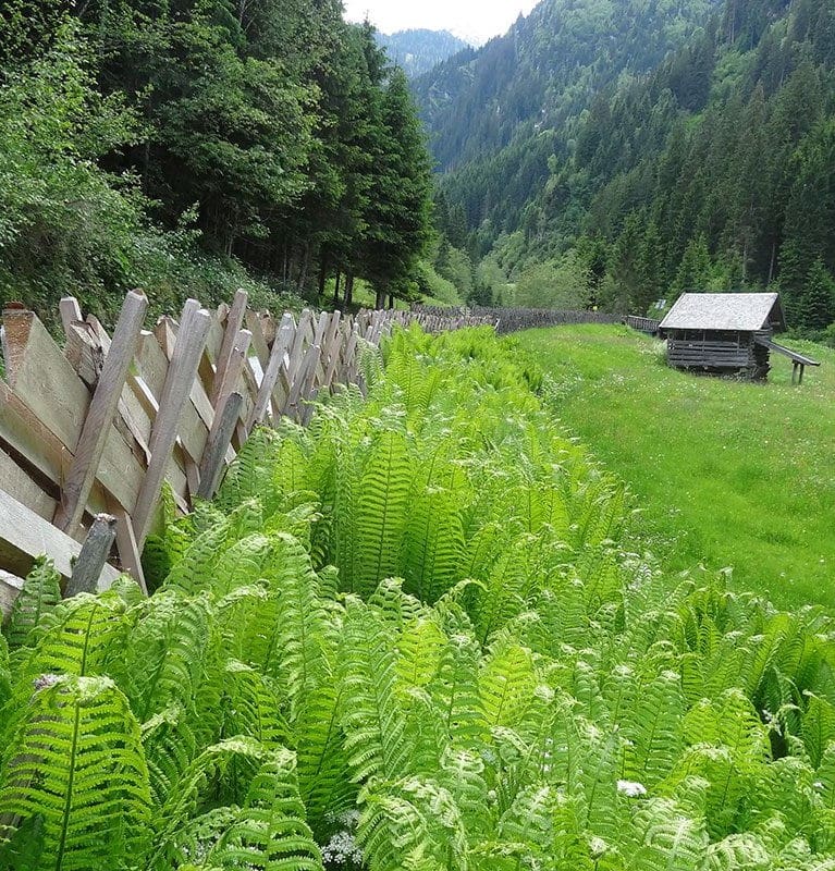 Wanderung Hollersbachtal 1
