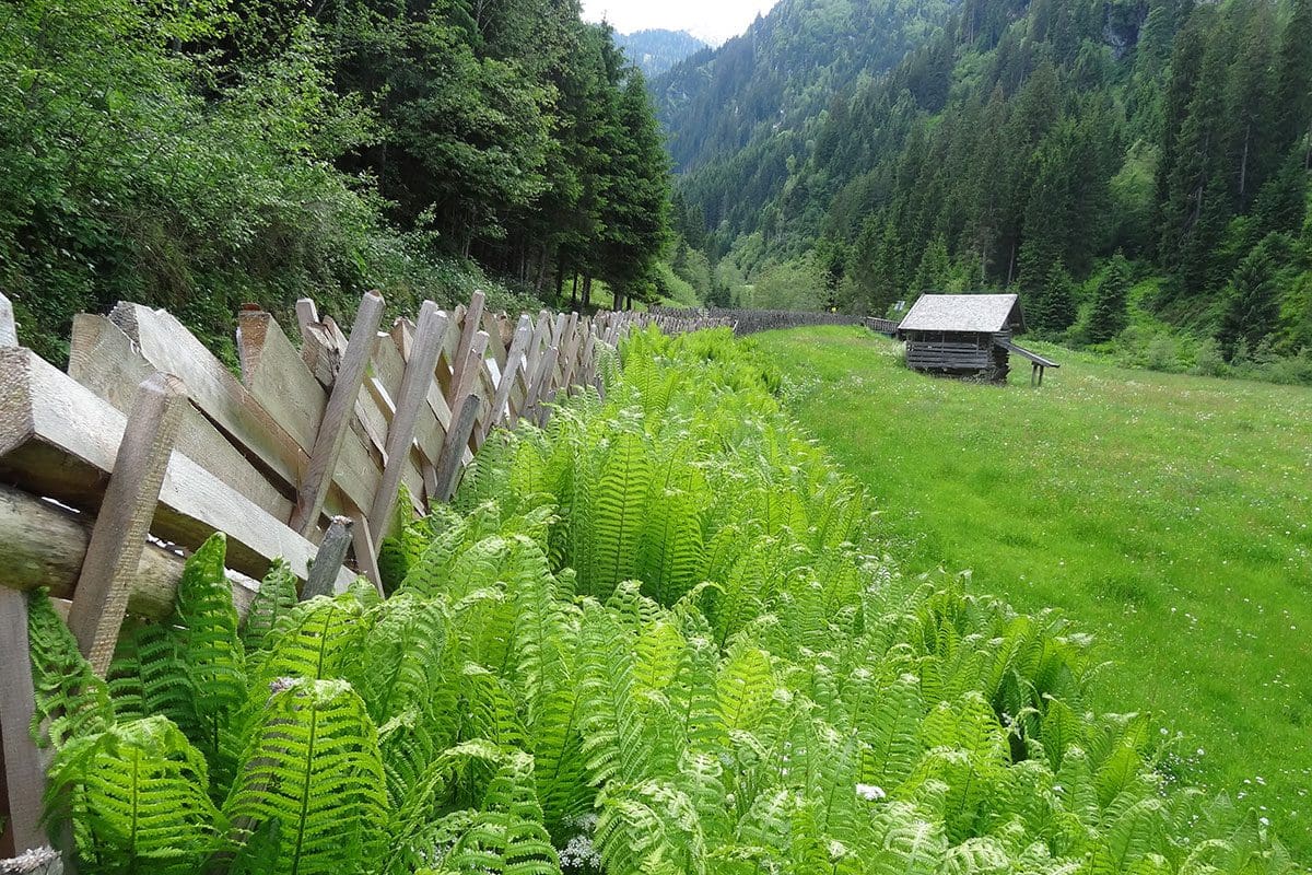 Wanderung Hollersbachtal 1 Wanderung Hollersbachtal 1