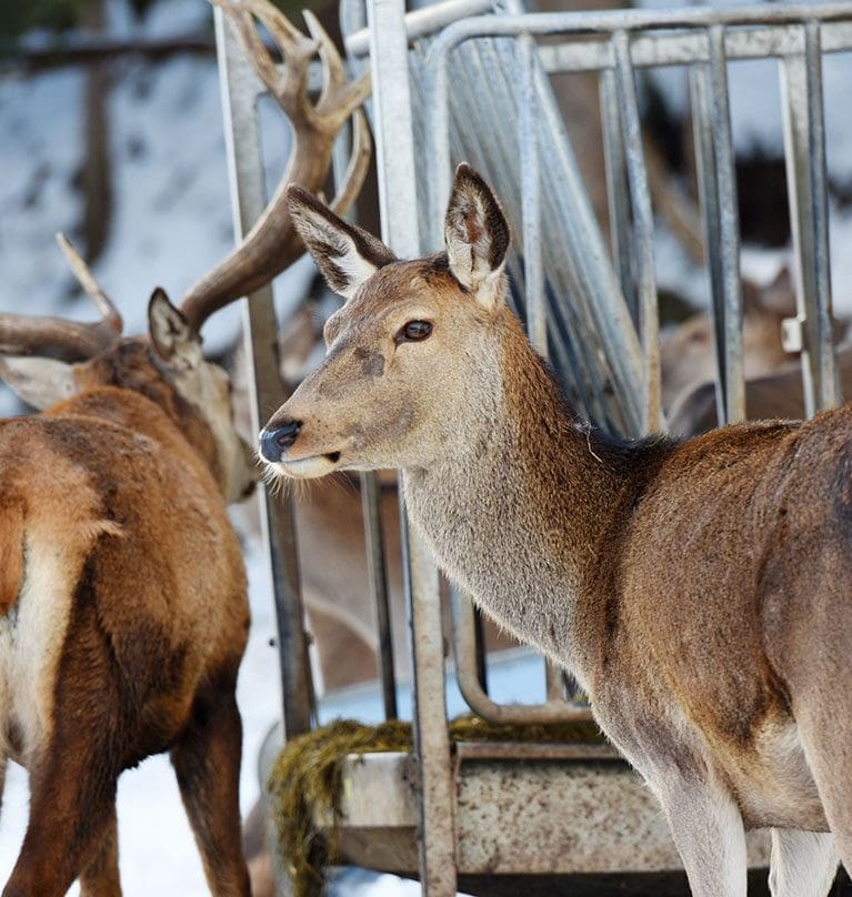 Wildtierbeobachtung in Bramberg am Wildkogel