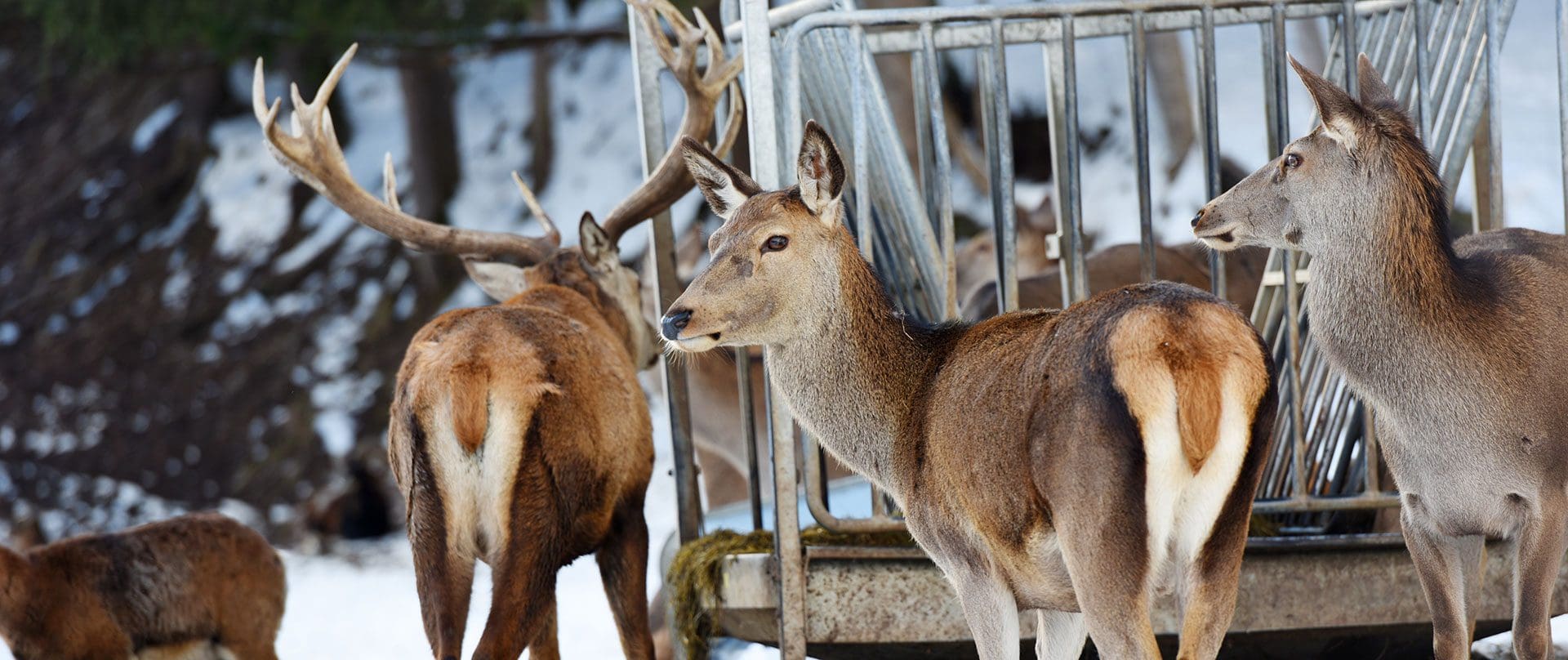 Wildtierbeobachtung in Bramberg am Wildkogel